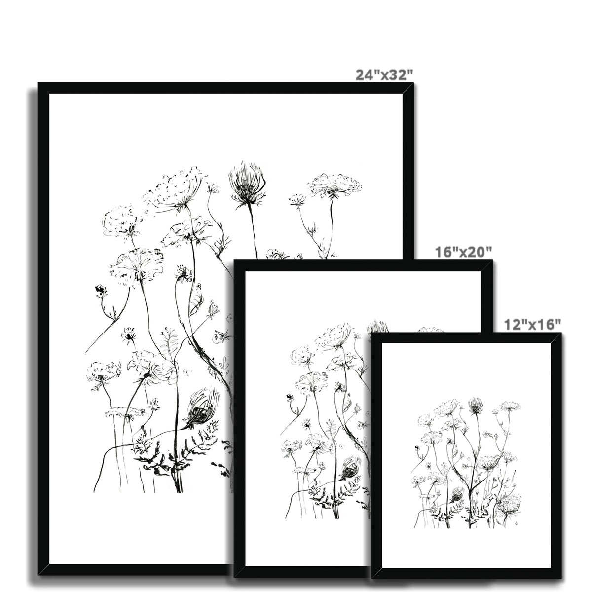 Douce Daucus - Impression encadrée et montée