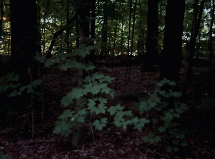 Firefly