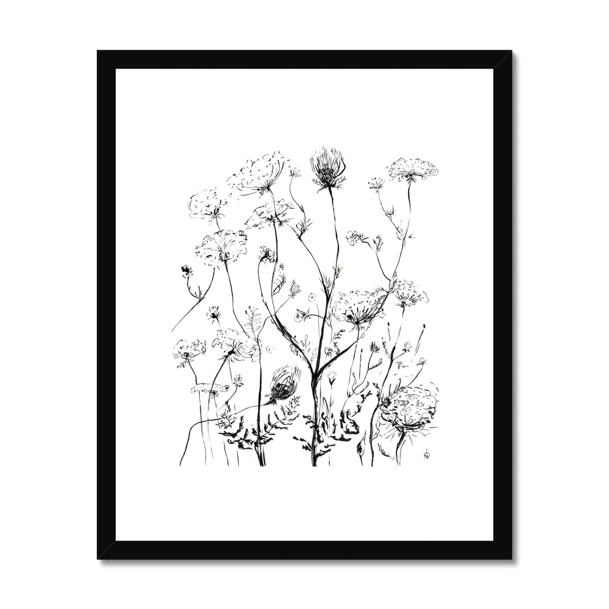 Douce Daucus - impression de dessin à l’encre de fleurs sauvages