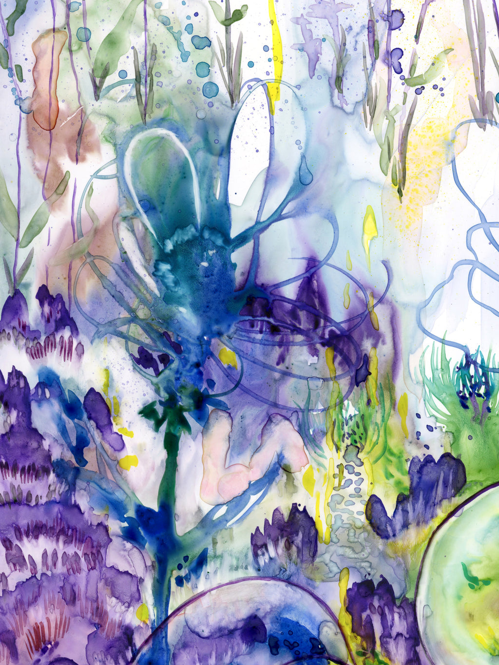 Narïn-Say-Lavendula